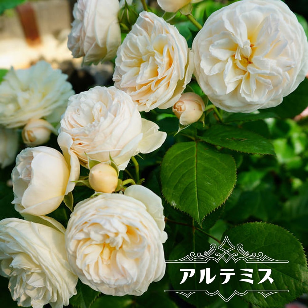 バラ アルテミス 2