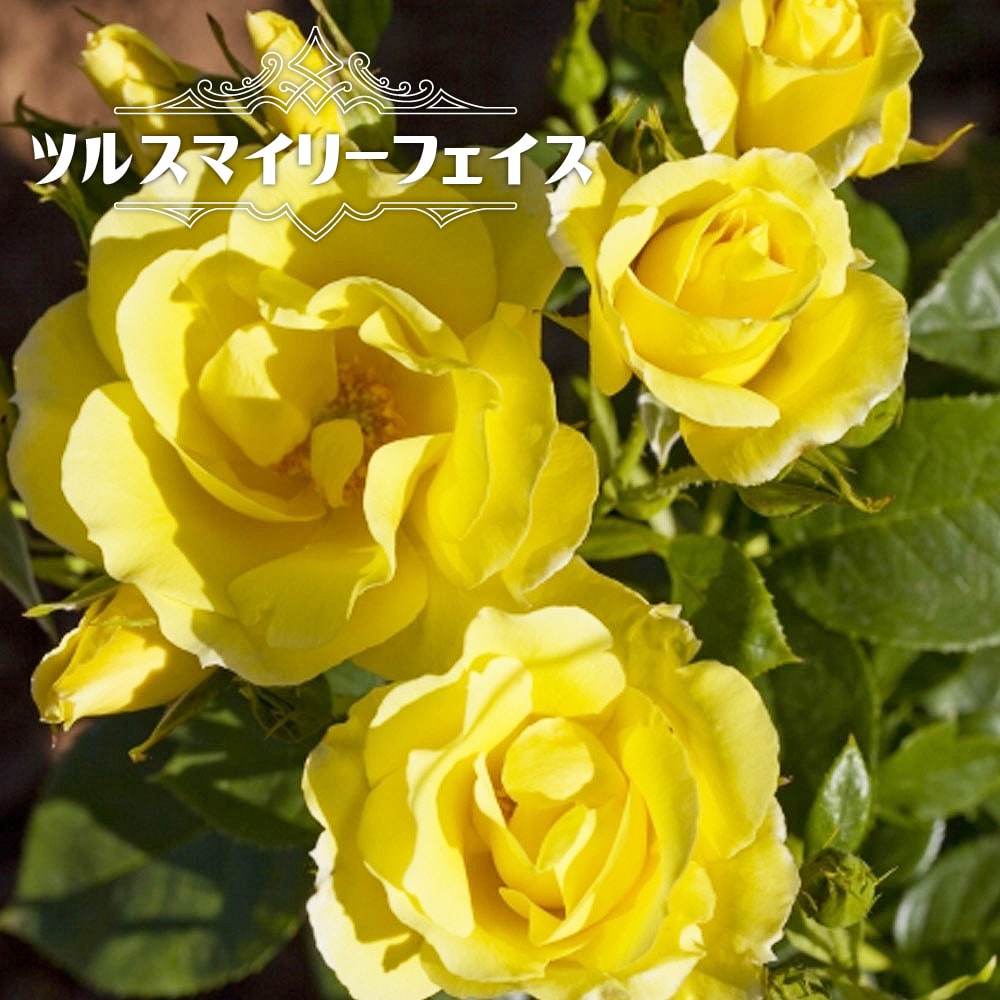 バラ つるスマイリーフェイス CL クライミング (つるバラ) 苗 おすすめ