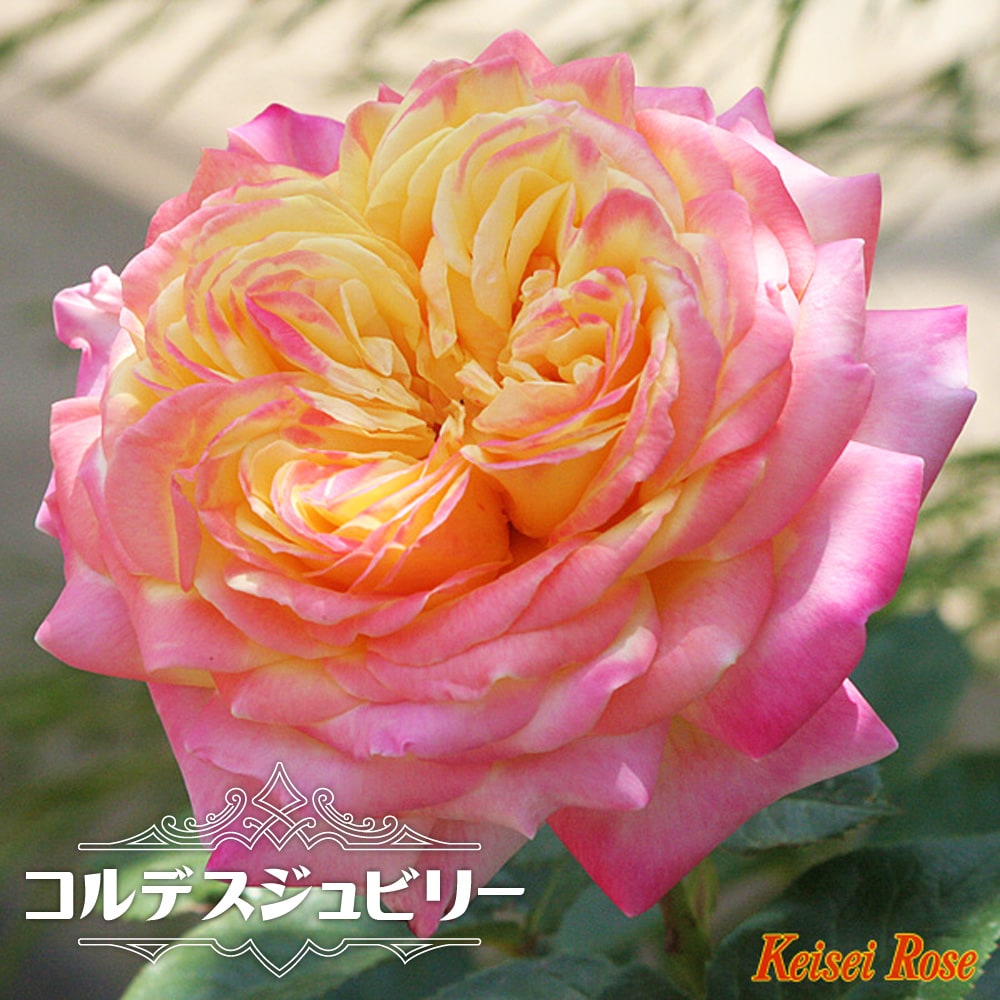 バラ コルデスジュビリー 