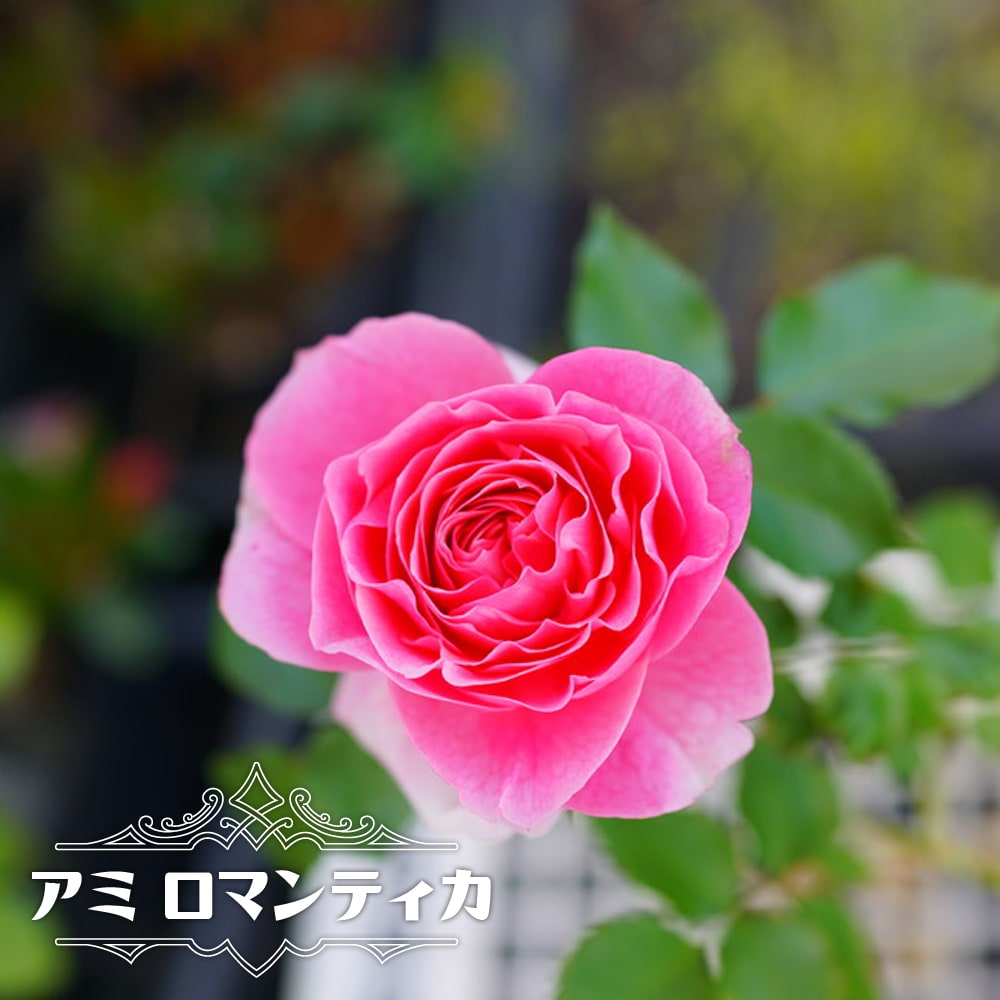 「Yami_rosé」 切り花品種　バラ苗　レアバラ 大苗 バラ アミ ロマンティカ S シュラブ （半つるバラ） 苗 販売 苗木部