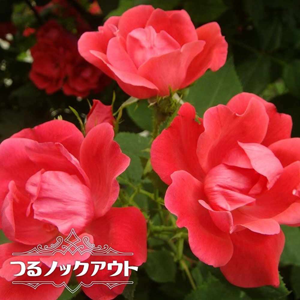 バラ つるノックアウト CL クライミング (つるバラ) 苗 おすすめ 苗木部