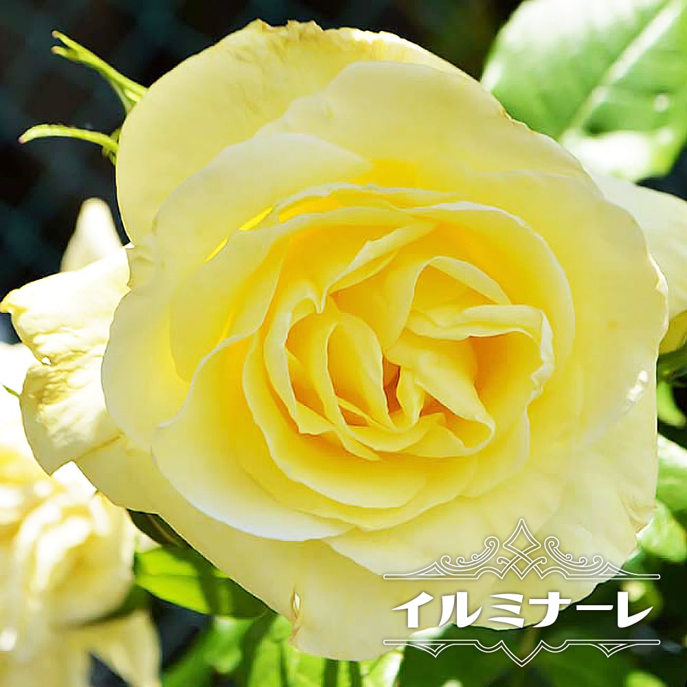 バラ イルミナーレ 2