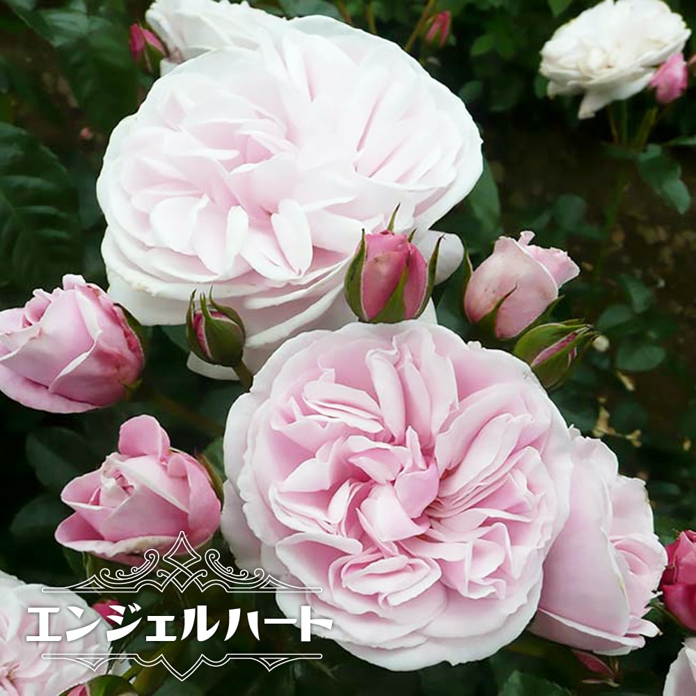 バラ エンジェルハート 