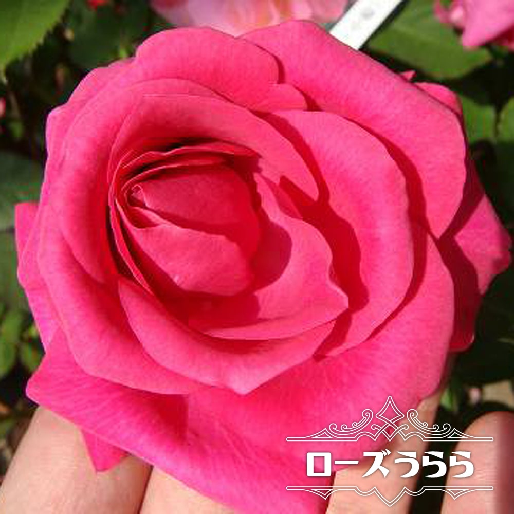 バラ ローズうらら FL フロリバンダ 苗 販売 苗木部 By 花ひろばオンライン