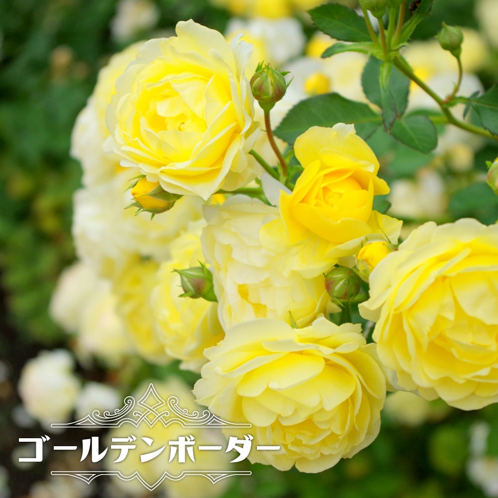バラ ゴールデンボーダー 