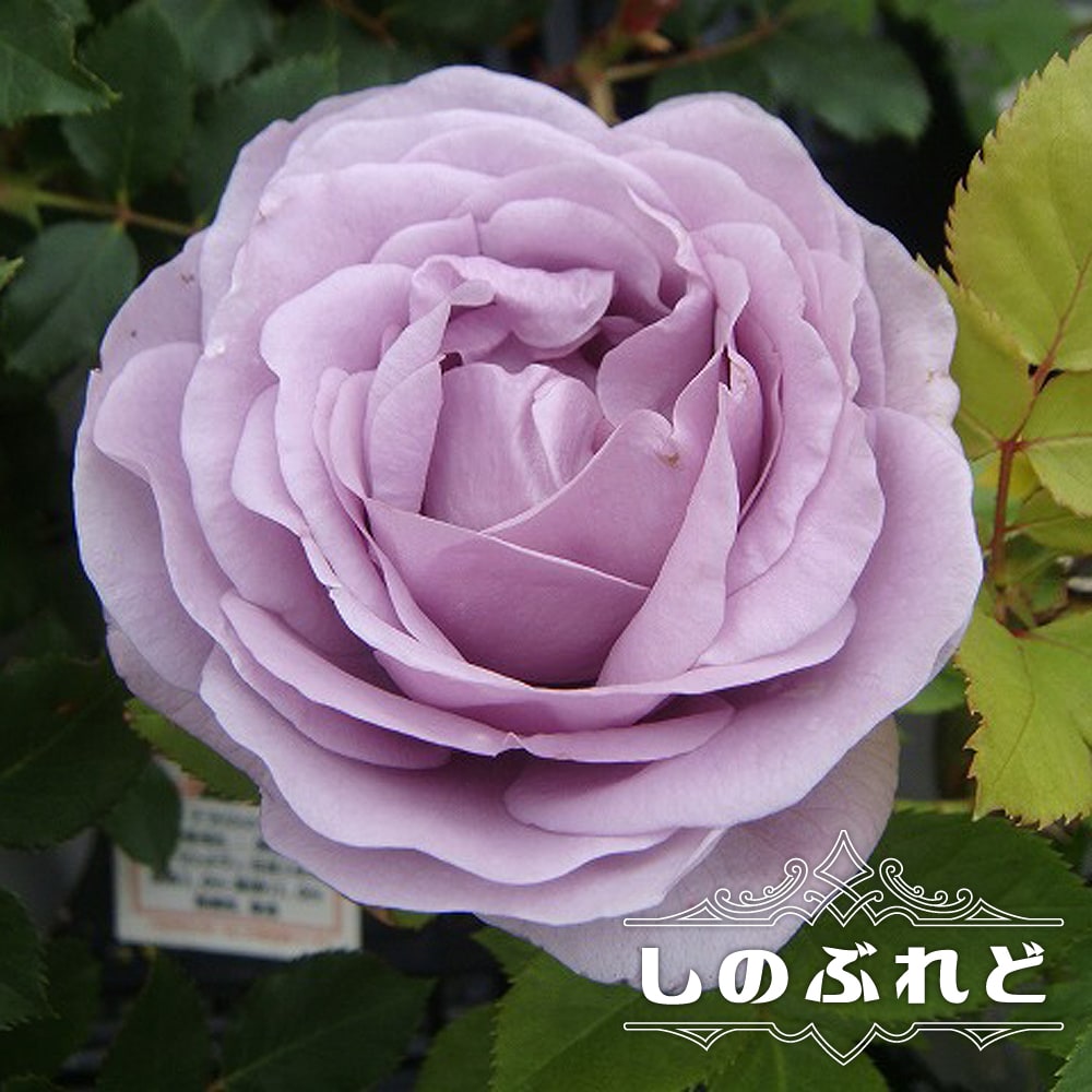 バラ しのぶれど 