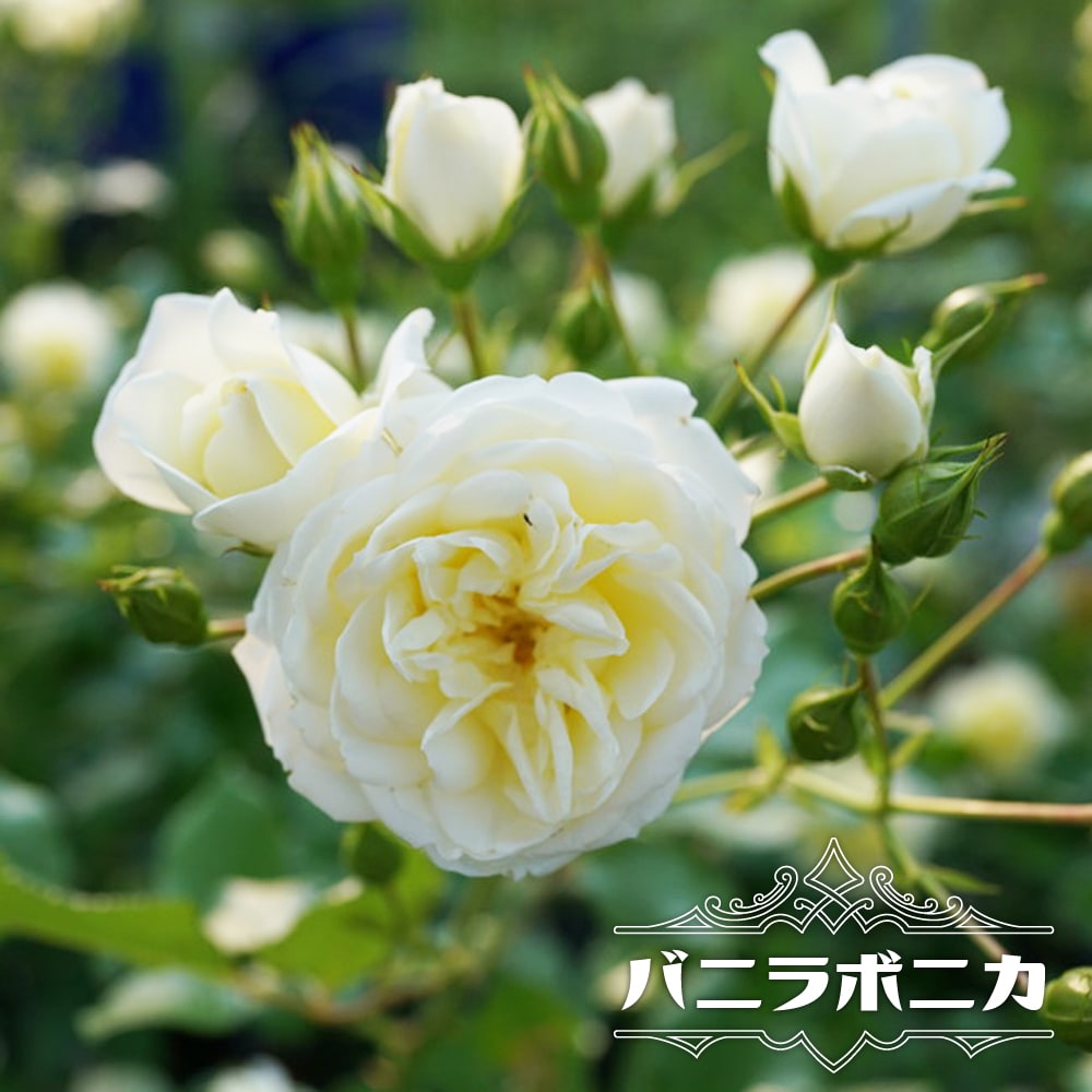 バラ バニラボニカ 