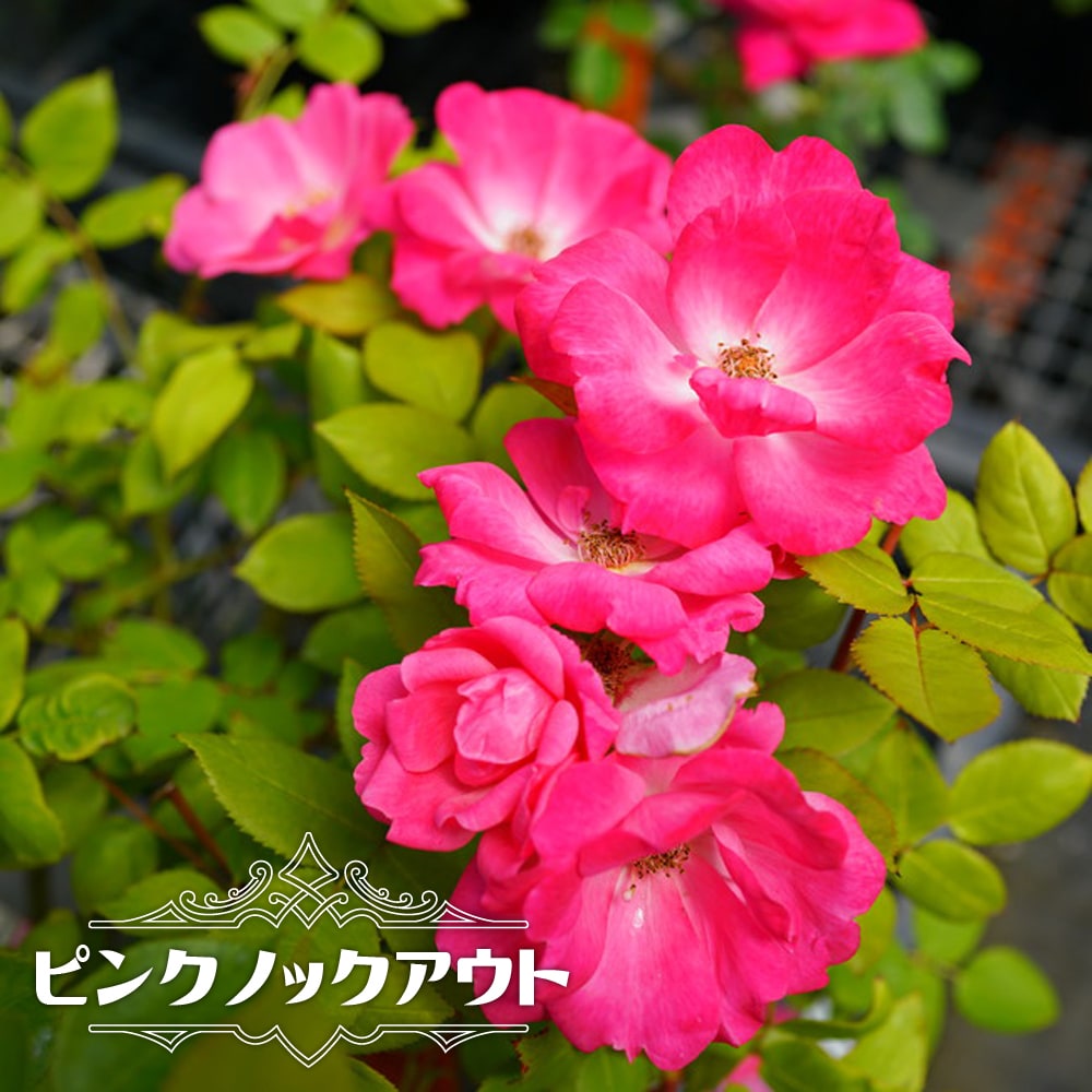 バラ ピンクノックアウト 