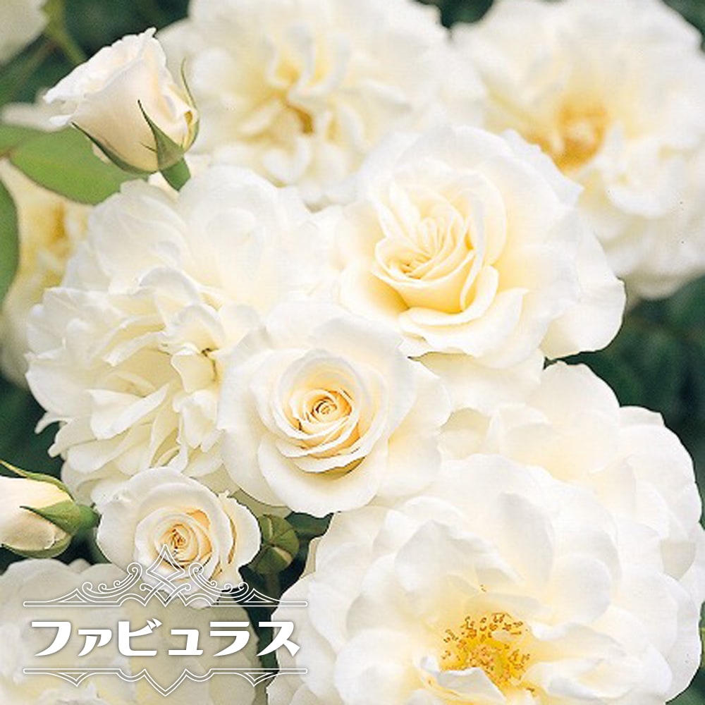 バラ ファビュラス！ FL フロリバンダ 苗 販売 苗木部 By 花ひろば