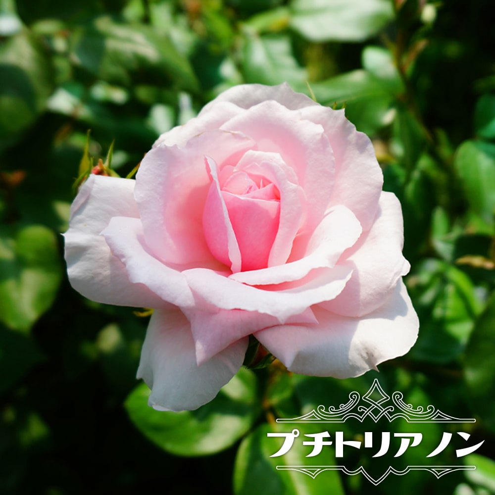 バラ プチトリアノン 