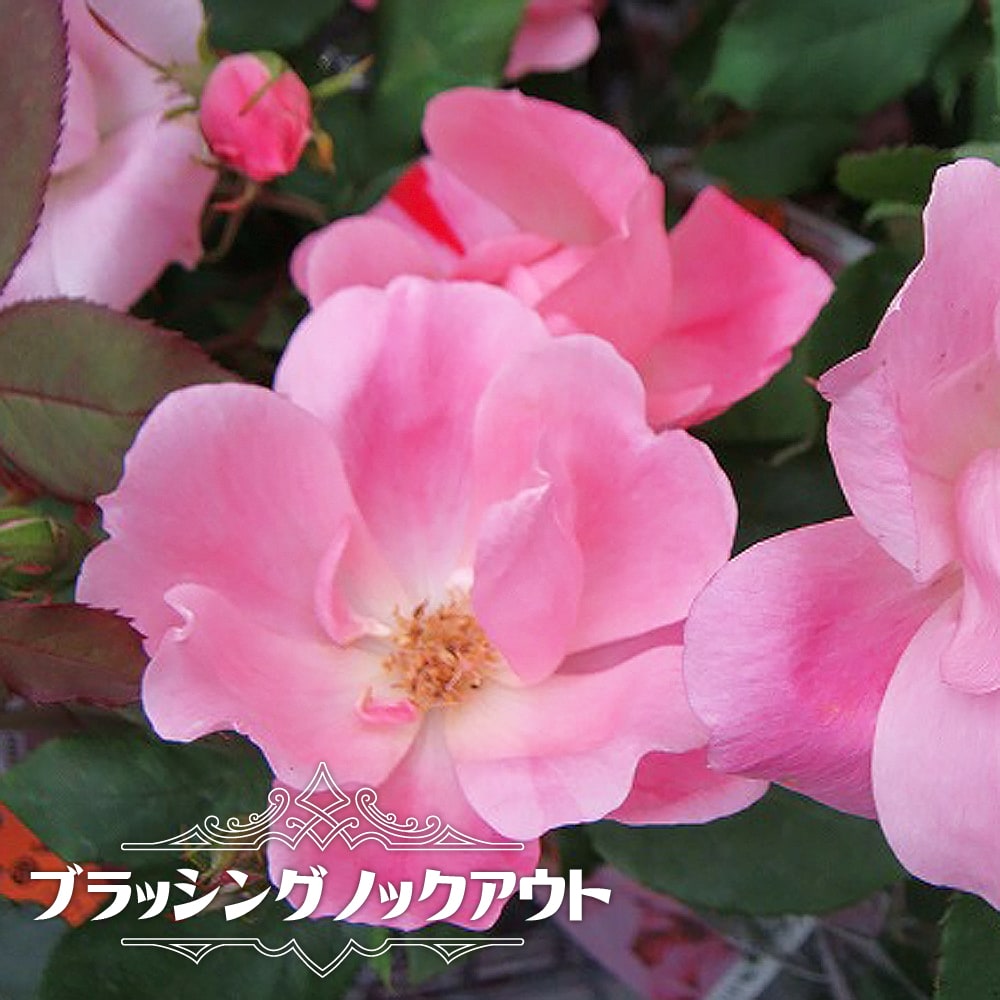 バラ ブラッシングノックアウト 
