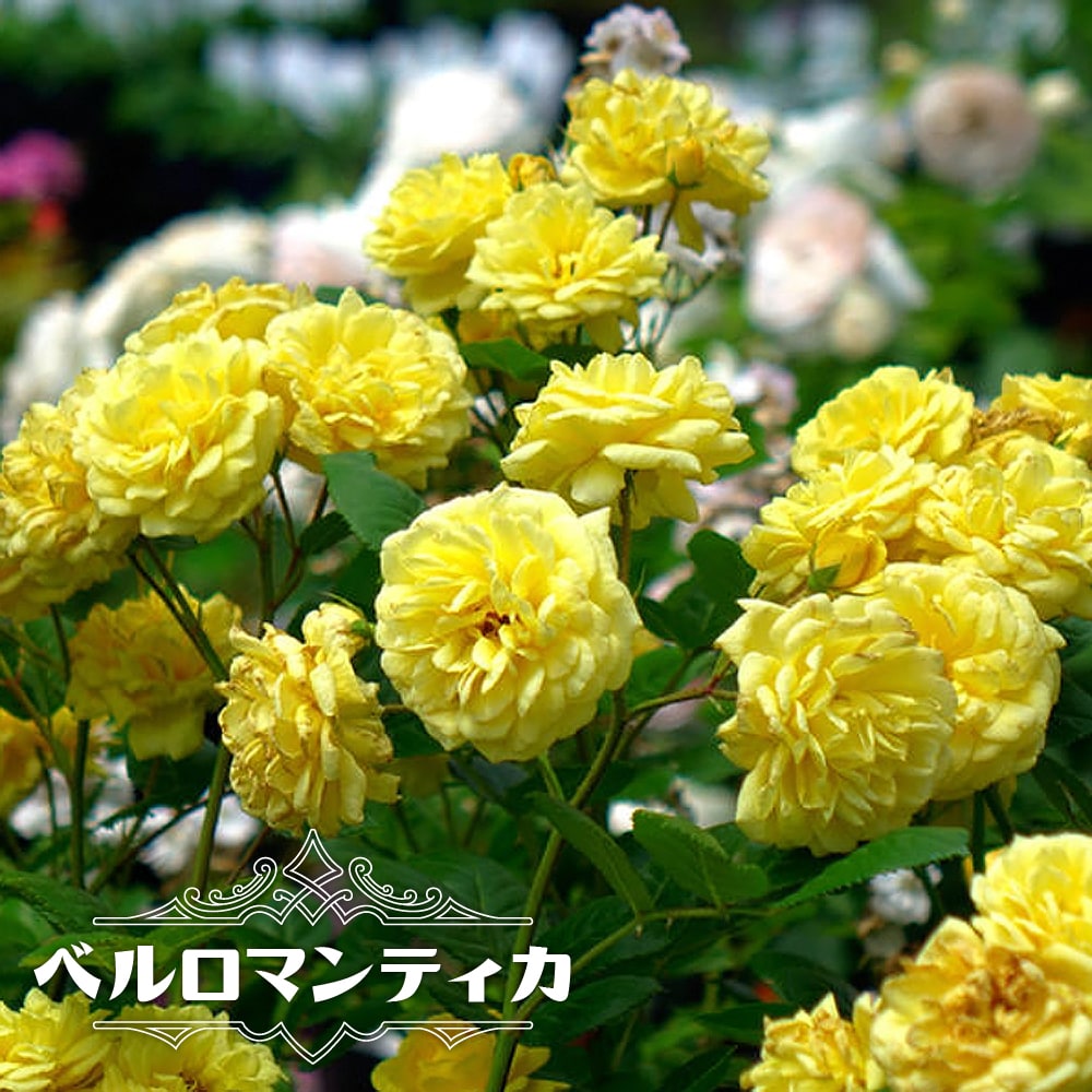 バラ ベルロマンティカ 