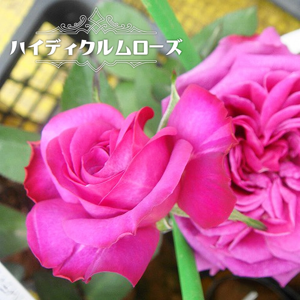 バラ ハイディクルムローズ 