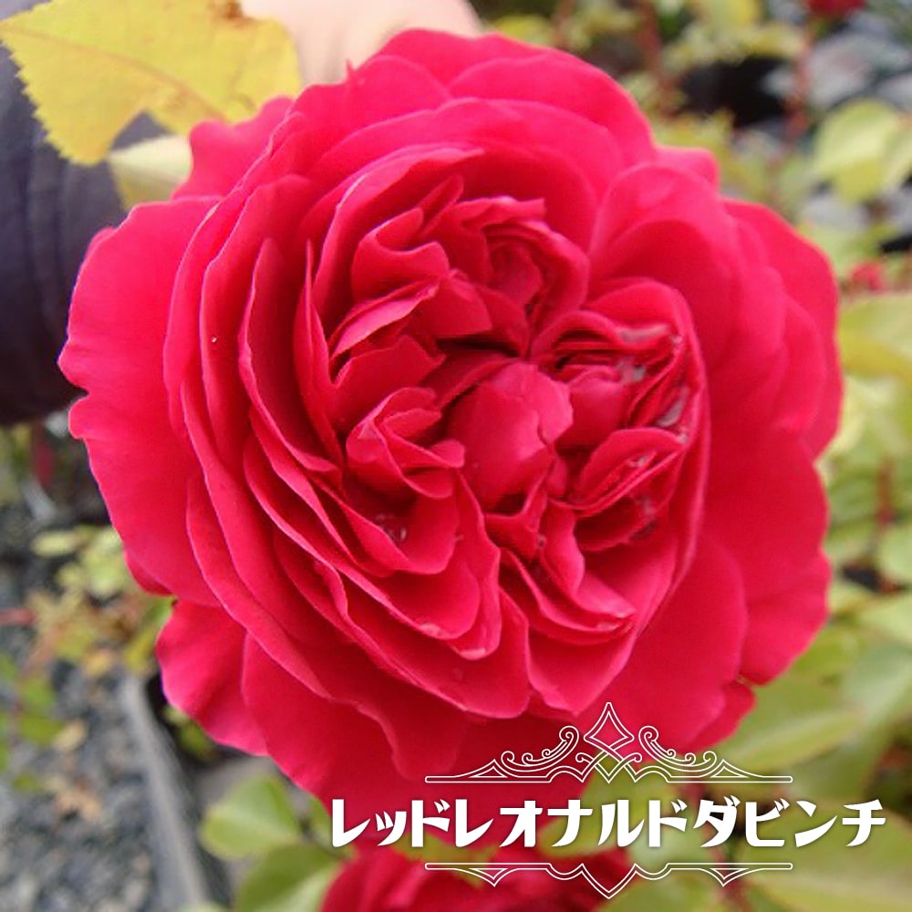 バラ レッドレオナルドダビンチ 