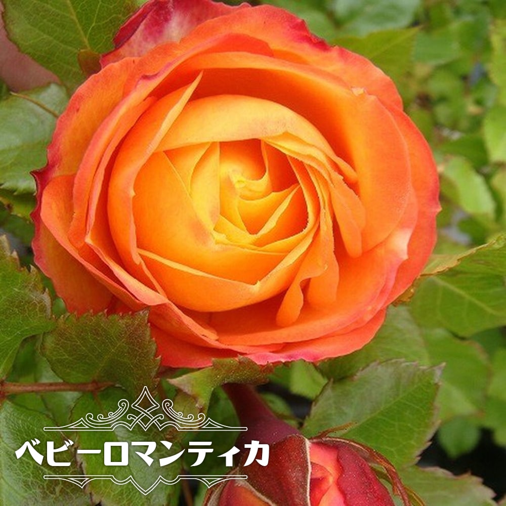 バラ ベビーロマンティカ FL フロリバンダ 苗 販売 苗木部 By 花ひろば