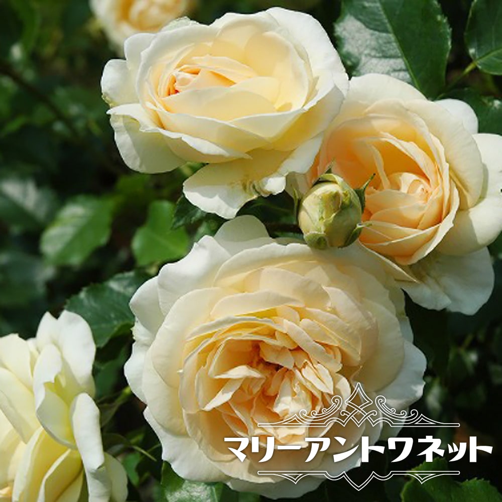 バラ マリーアントワネット 