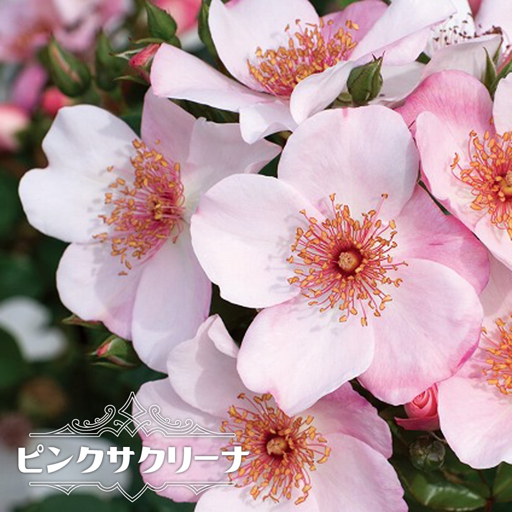 バラ ピンクサクリーナ 