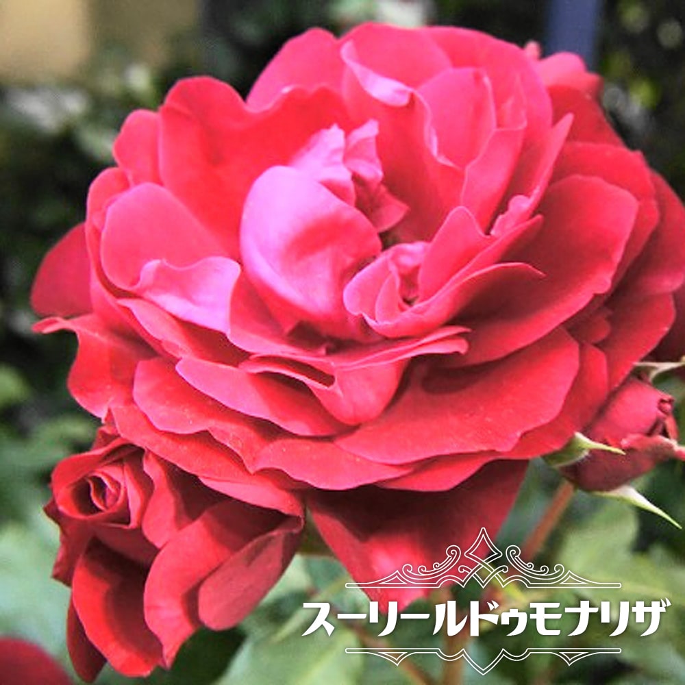 バラ スーリールドゥモナリザ 
