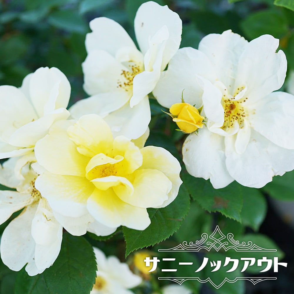 バラ サニーノックアウト 