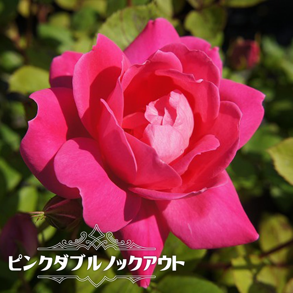 バラ ピンクダブルノックアウト FL フロリバンダ 苗 販売 苗木部 By 花