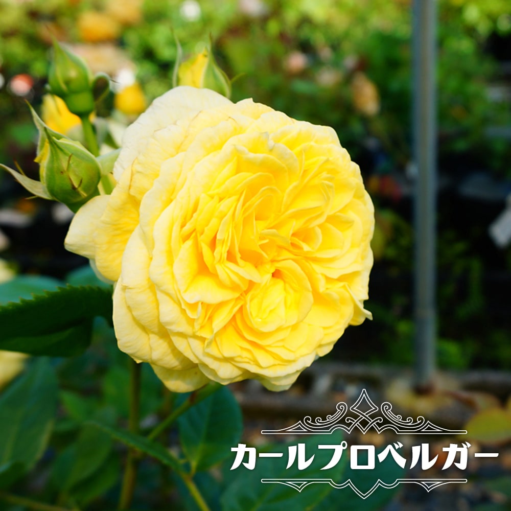 バラ カールプロベルガー 