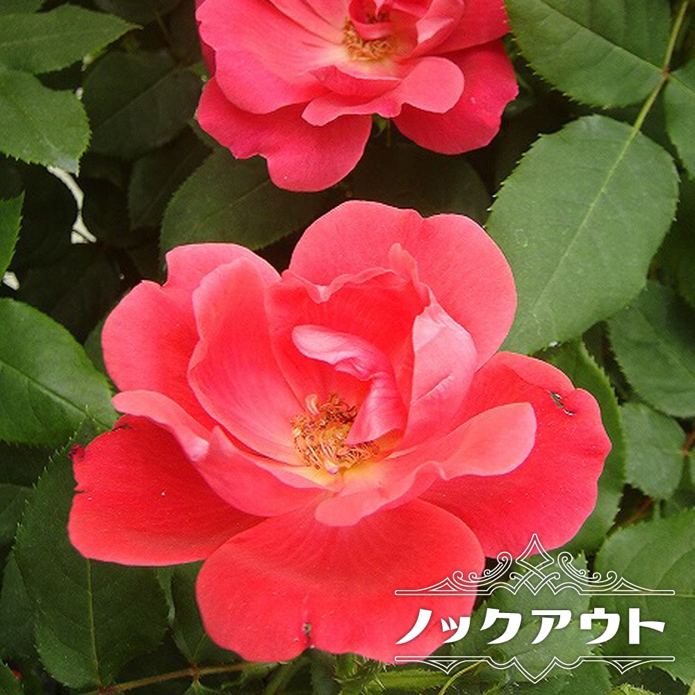 バラ ノックアウト 