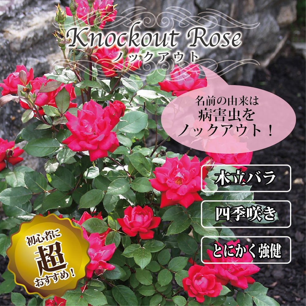 バラ ノックアウト 2