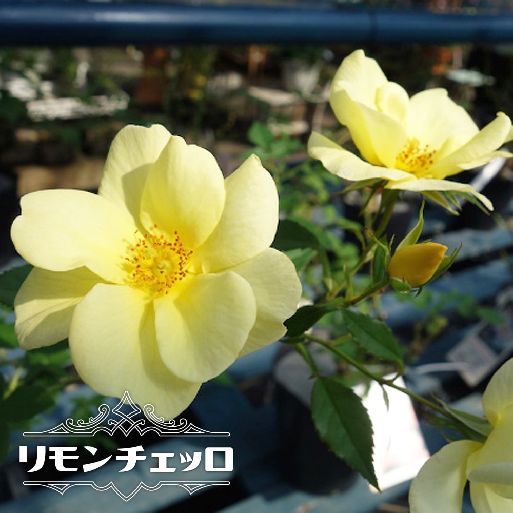 バラ リモンチェッロ 