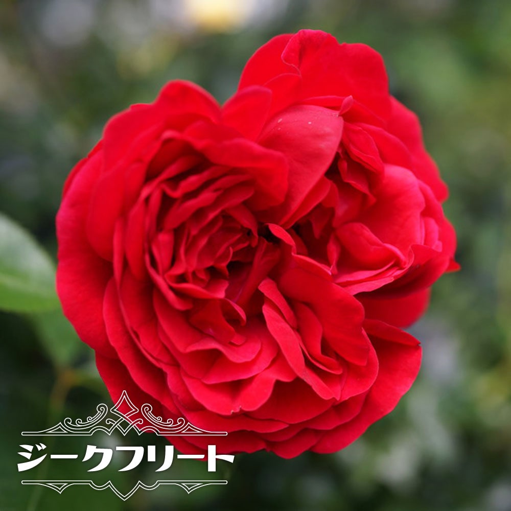 バラ ジークフリート 