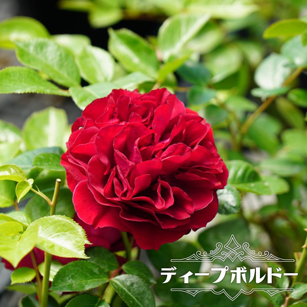 ディープボルドー