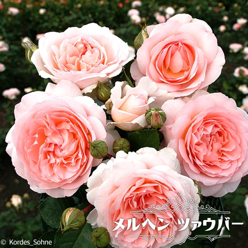 メルヘン ツァウバー