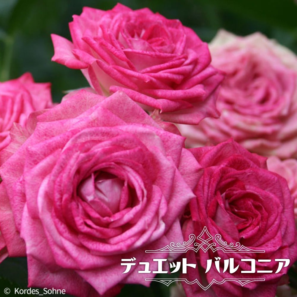 デュエットバルコニア