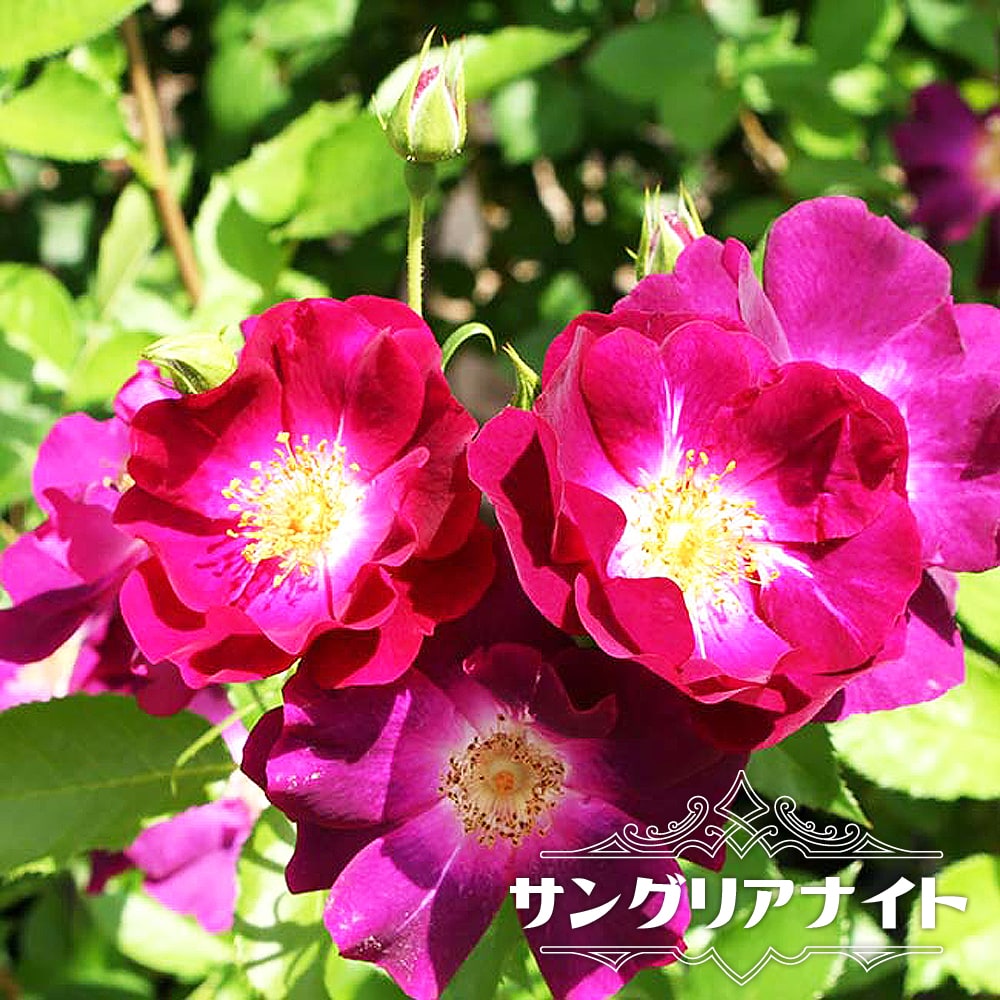 バラ サングリアナイト 