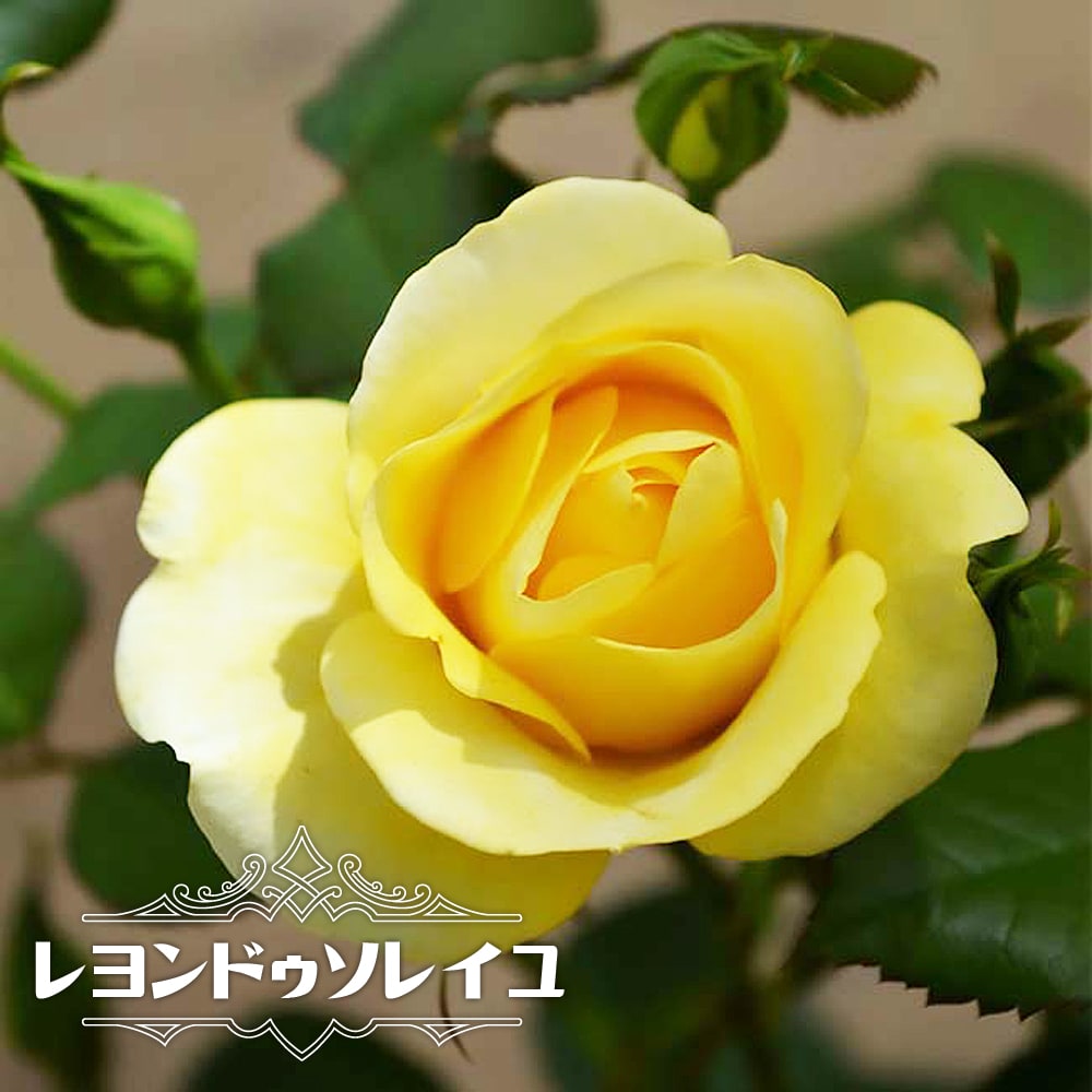 バラ レヨンドゥソレイユ 