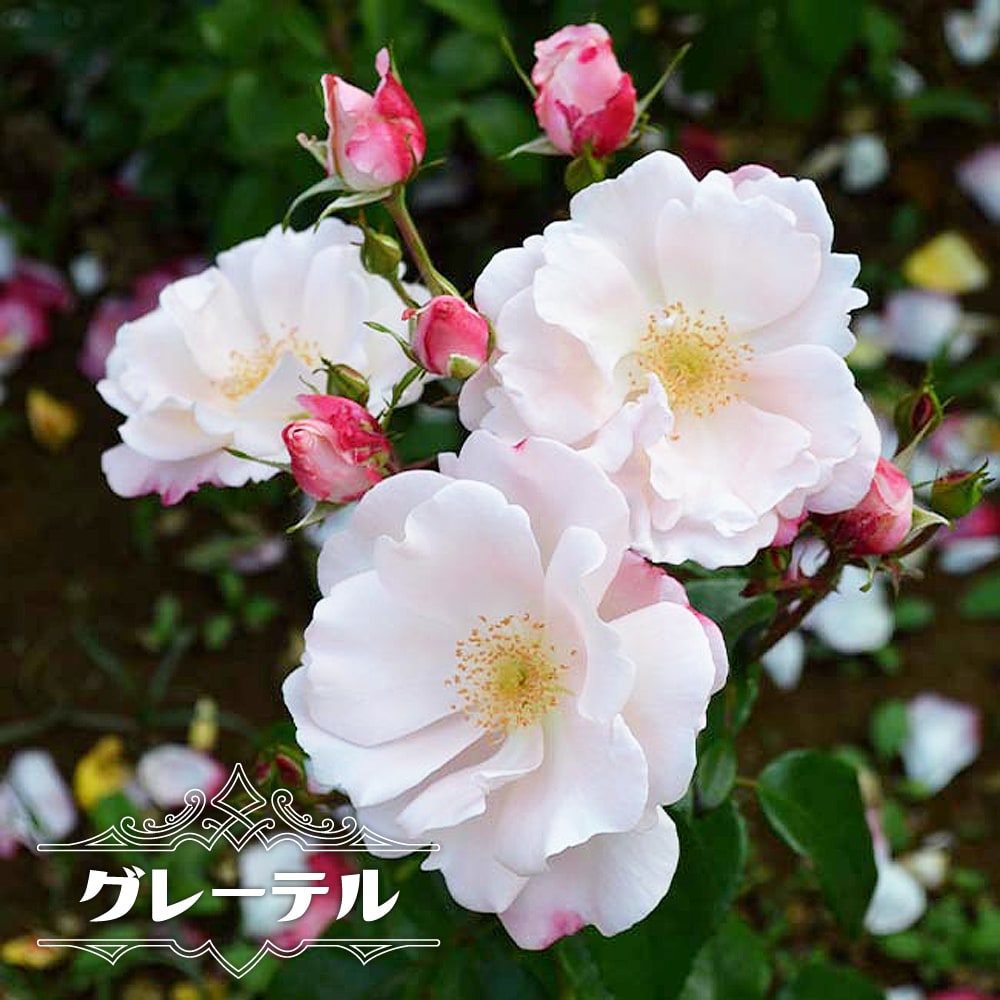 バラ グレーテル 