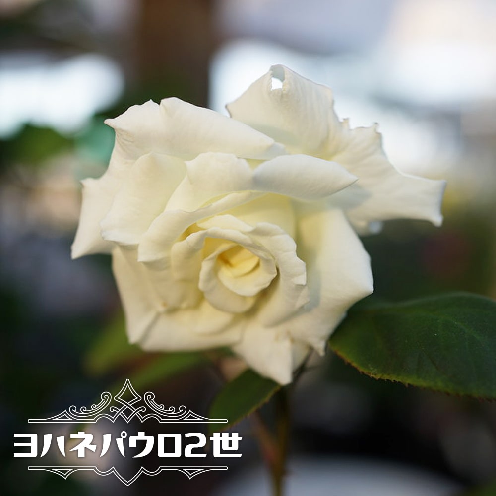 バラ ヨハネパウロ2世 