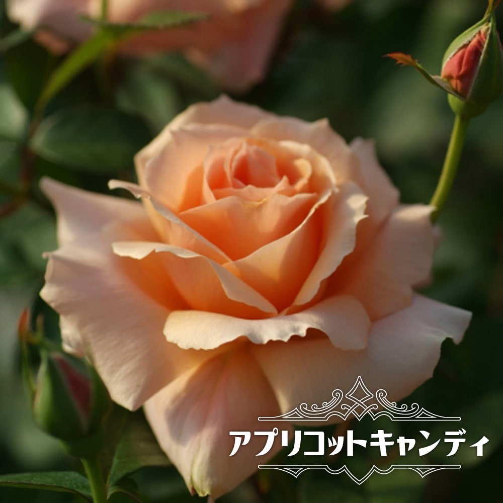 バラ アプリコット キャンディ 