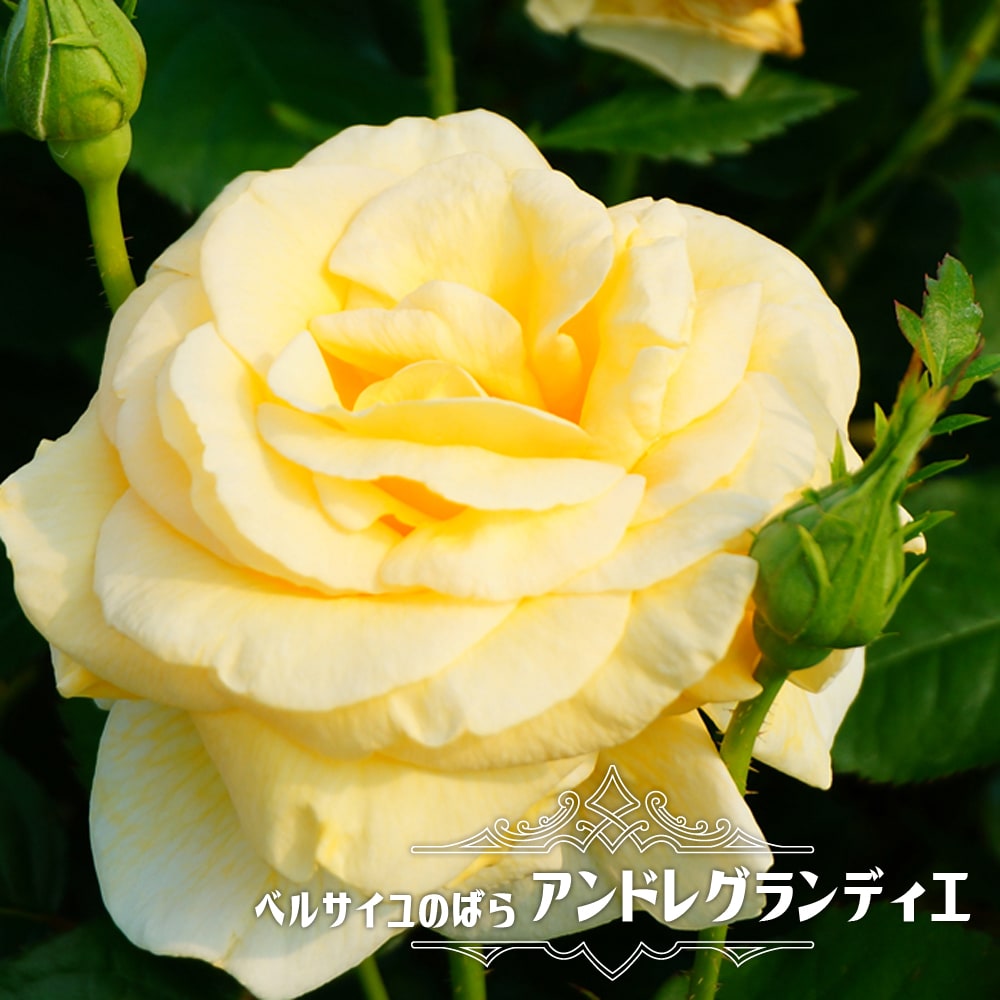 バラ ベルサイユのばら 2