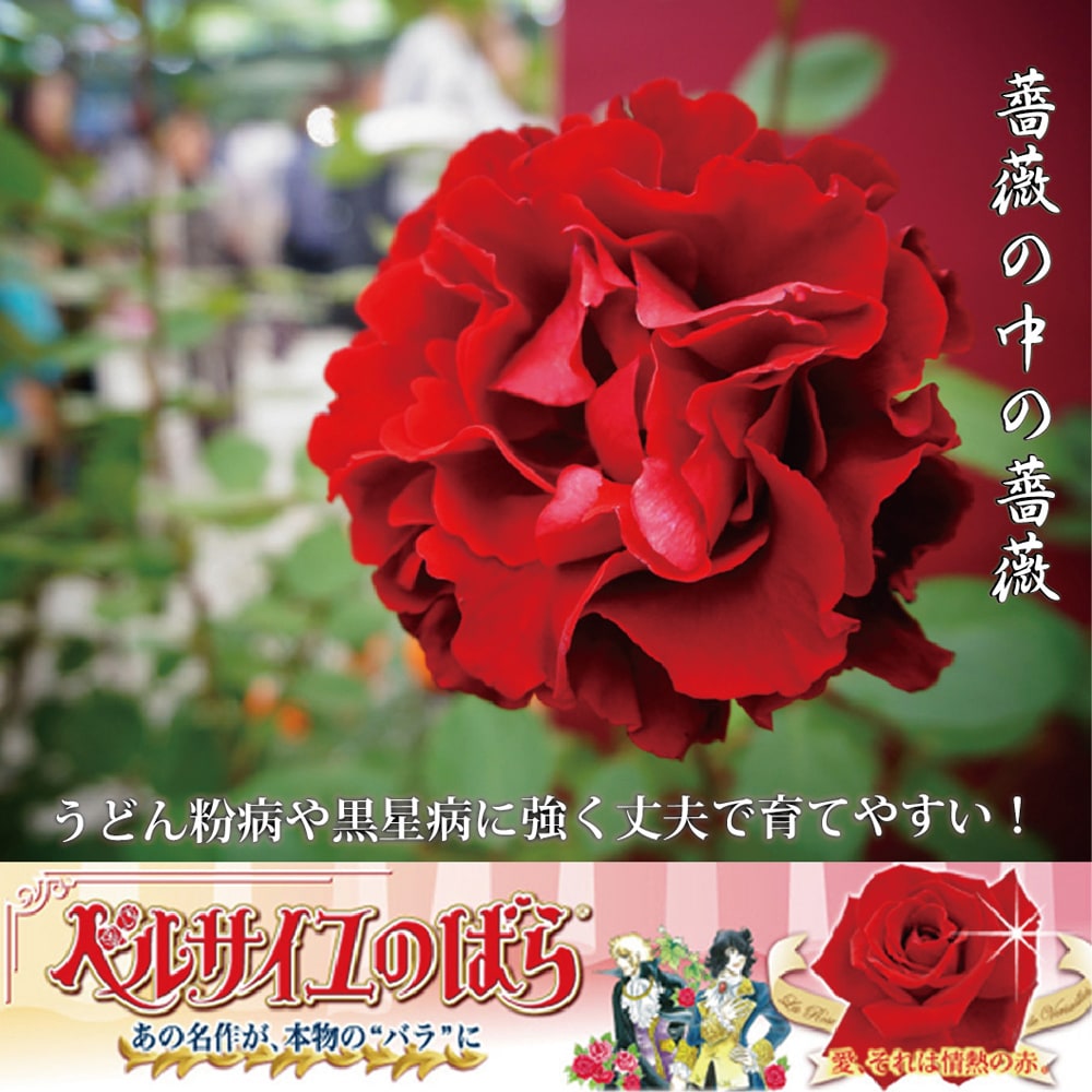 バラ ベルサイユのばら 2
