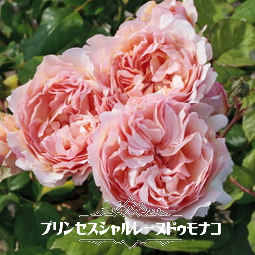 バラ プリンセスシャルレーヌドゥモナコ 