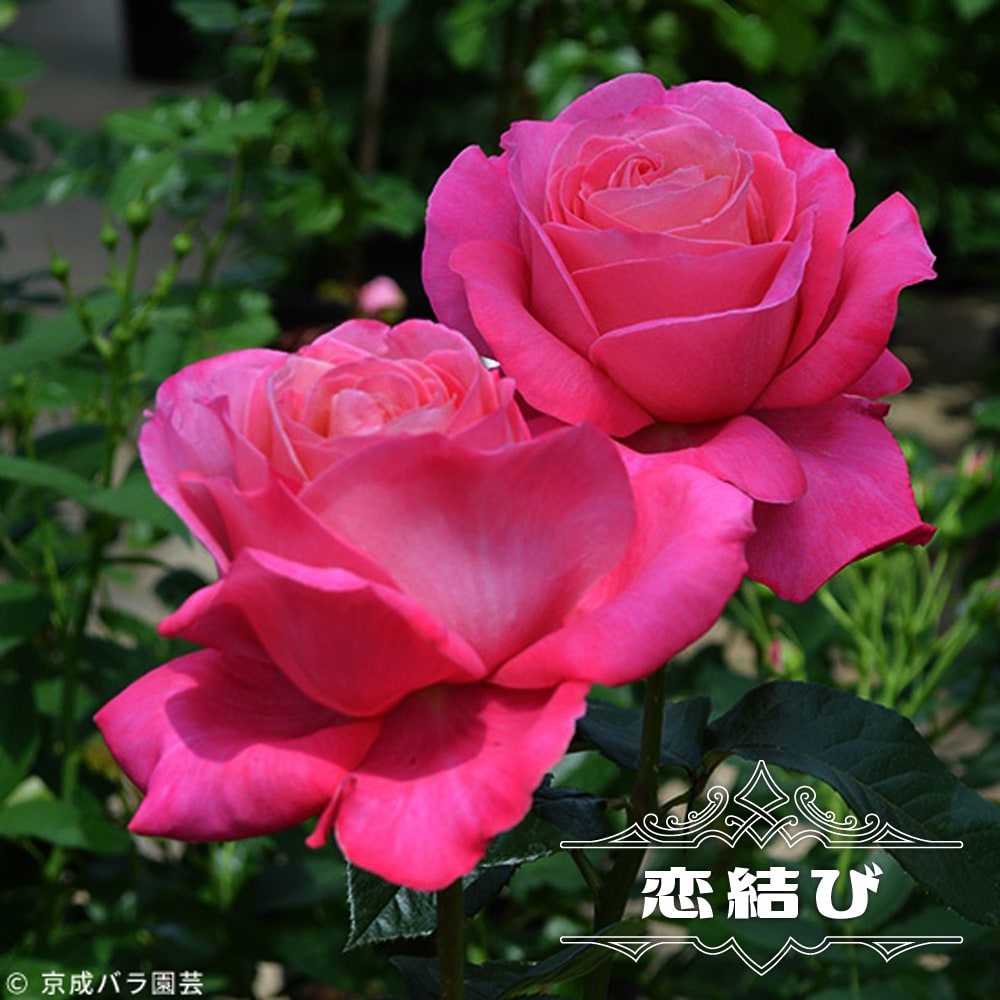 &ねこ大好きさん専用纏め　薔薇のカット&ステンシルピンクの木製2段とスリムラック 収納の通販｜ロマプリ（ロマンティックプリンセス）