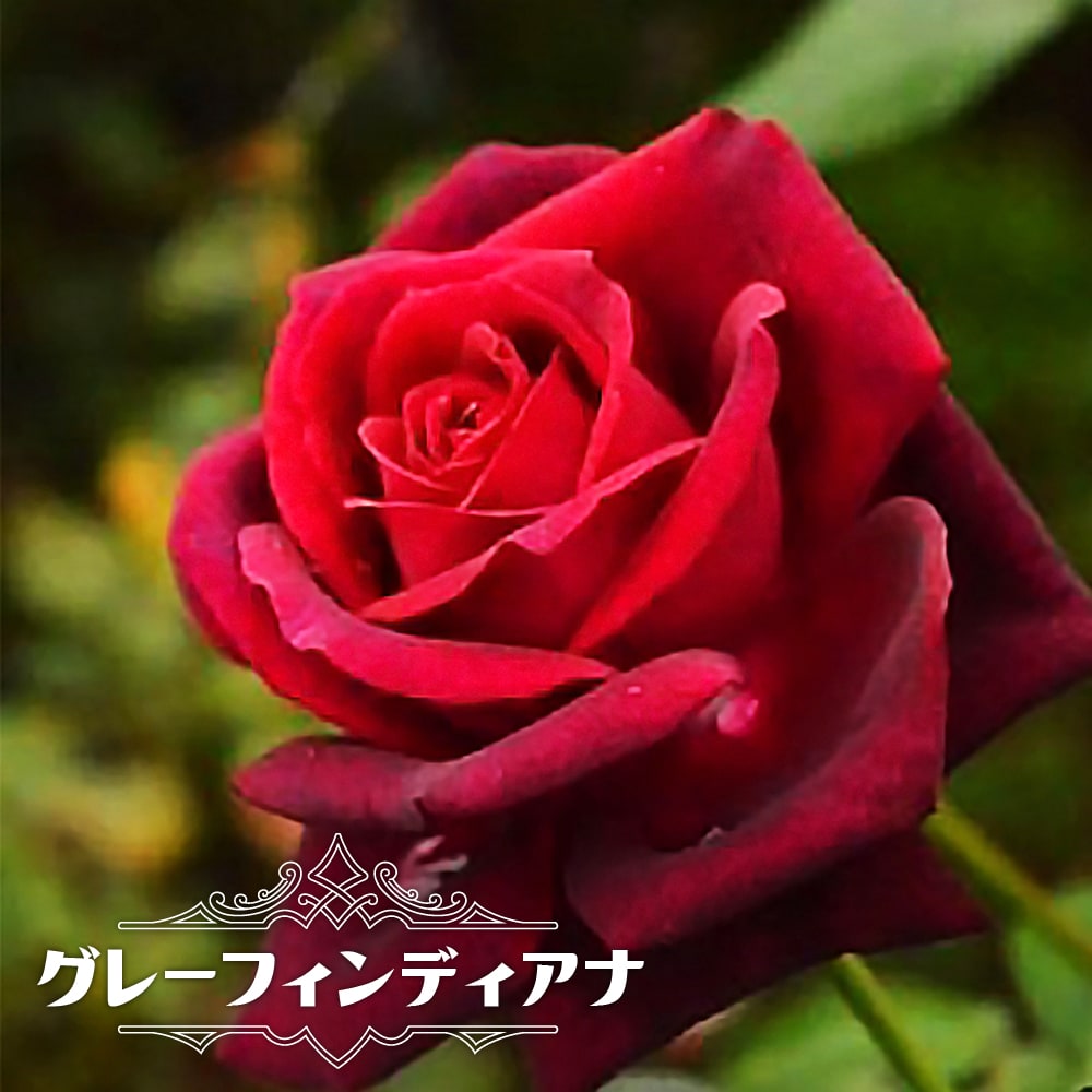 バラ グレーフィンディアナ  