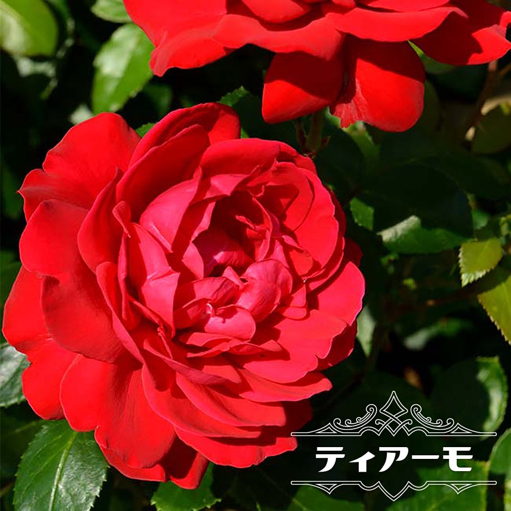 バラ ティアーモ 