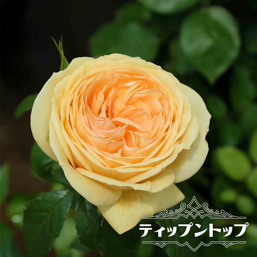 ティップントップ