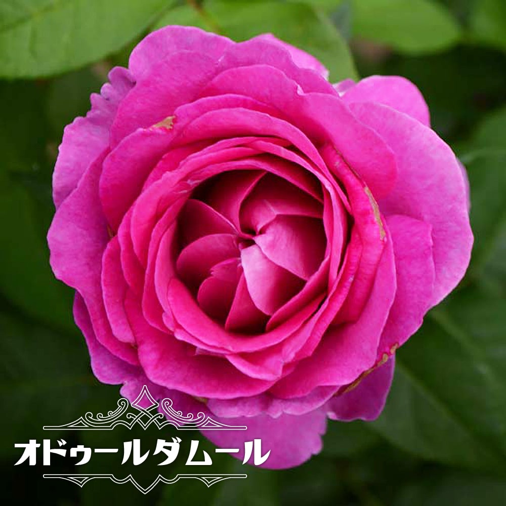 オドゥールダムール