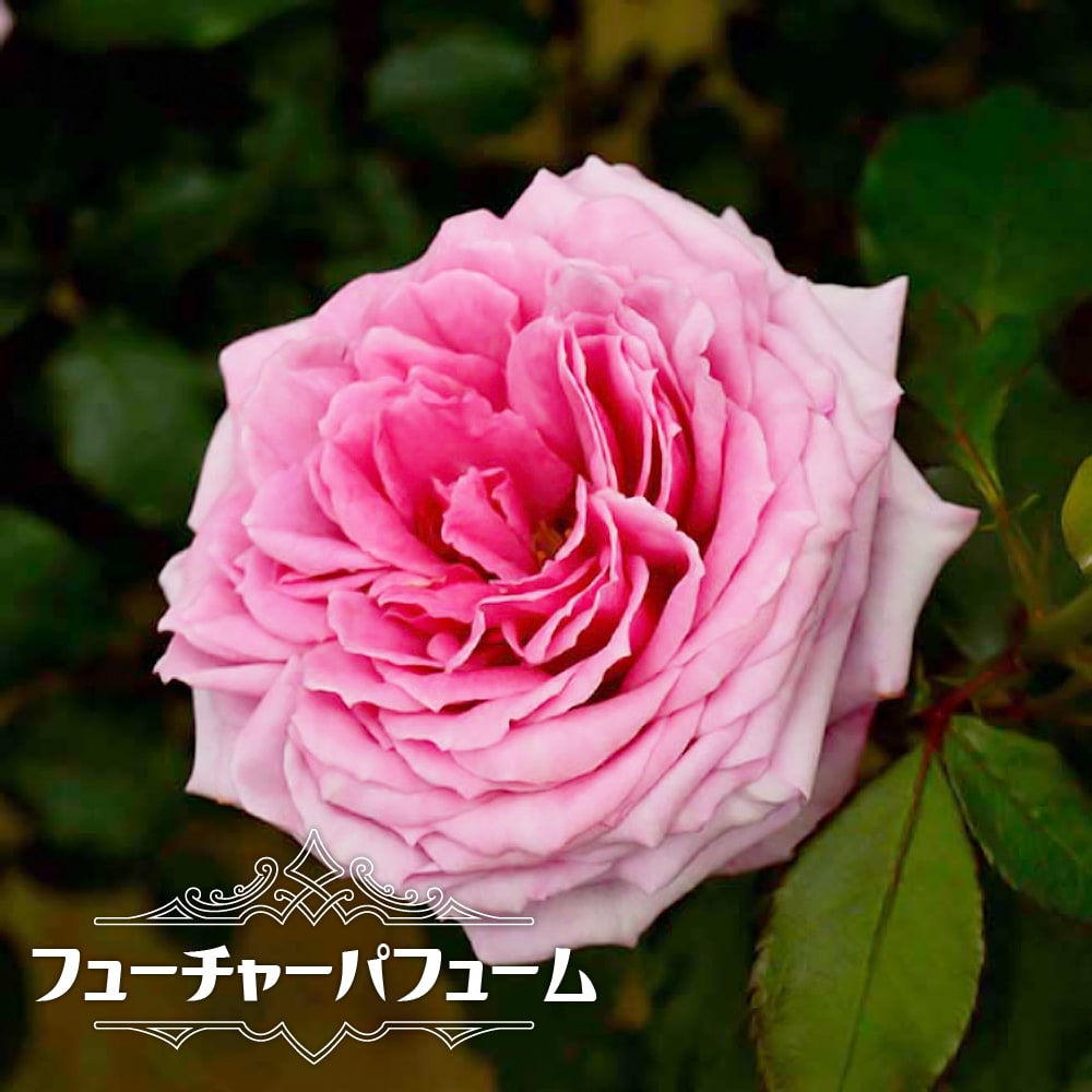 バラ フューチャーパフューム 