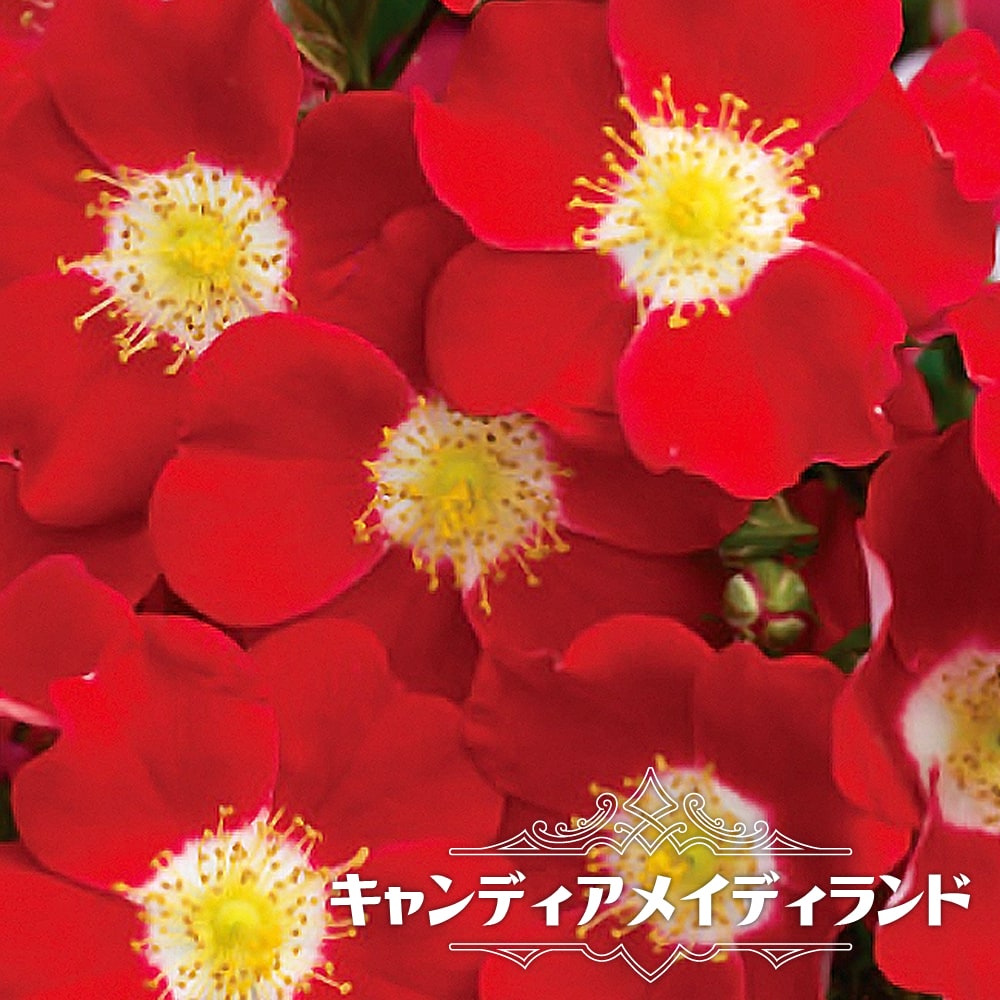 キャンディアメイディランド