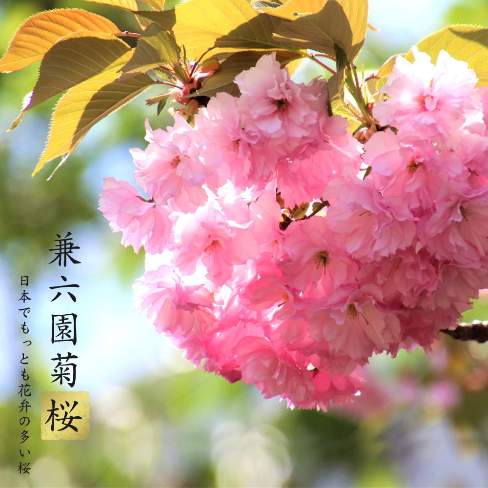 兼六園菊桜