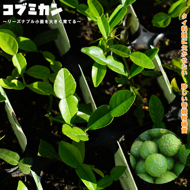 柑橘 亜熱帯性柑橘 こぶみかん 苗 おすすめ 苗木部 By 花ひろば