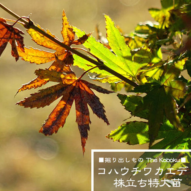カエデ・もみじ コハウチワカエデの通販 おすすめ 苗木部 By 花ひろば